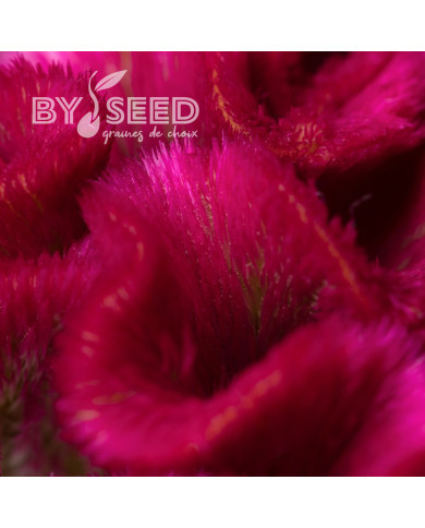 Célosie crête-de-coq Bar Bora (purple)