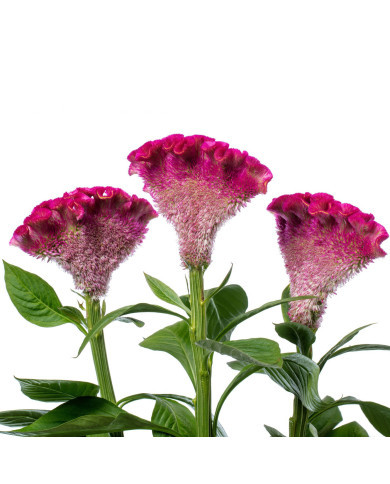 Célosie crête-de-coq Bar Bora (purple)