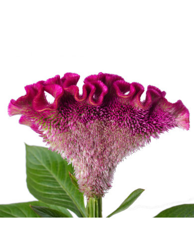 Célosie crête-de-coq Bar Bora (purple)