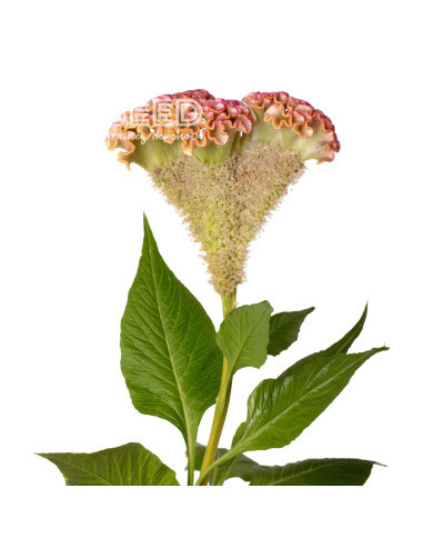 Célosie crête-de-coq Bar Bossa (champagne)