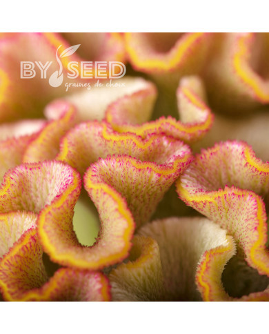 Célosie crête-de-coq Bar Bossa (champagne)