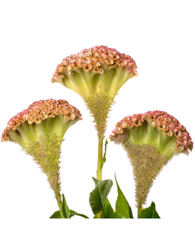 Célosie crête-de-coq Bar Bossa (champagne)