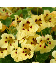 Capucine naine Baby Rose