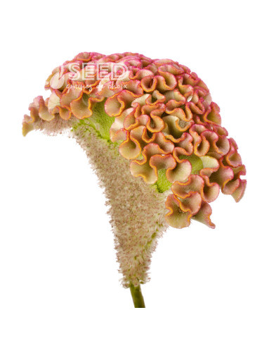 Célosie crête-de-coq Bar Bossa (champagne)