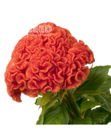 Célosie crête-de-coq Captain Dark Orange