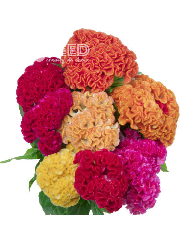 Célosie crête-de-coq Captain mix