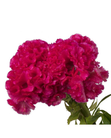 Célosie crête-de-coq Captain Rose