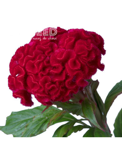 Célosie crête-de-coq Captain Scarlet