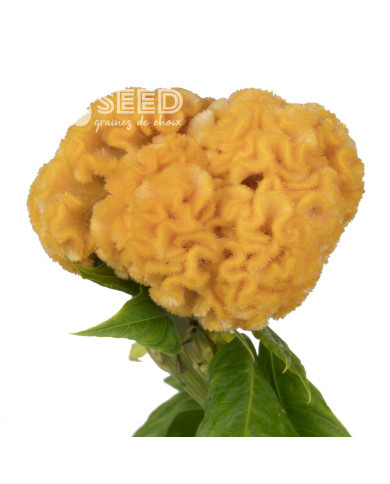 Célosie crête-de-coq Captain Yellow