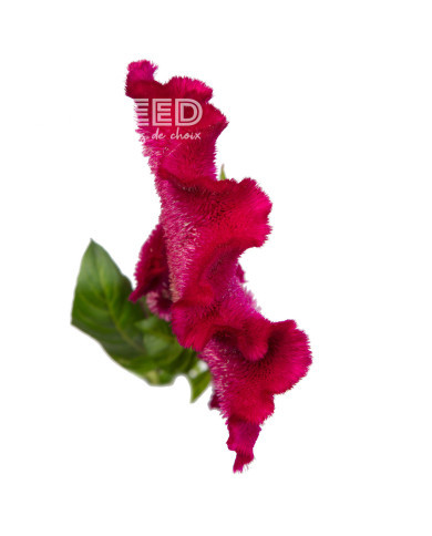 Célosie crête-de-coq Martine Purple