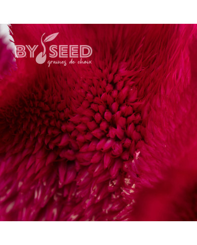 Célosie crête-de-coq Martine Purple