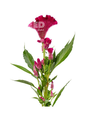 Célosie crête-de-coq Martine Purple