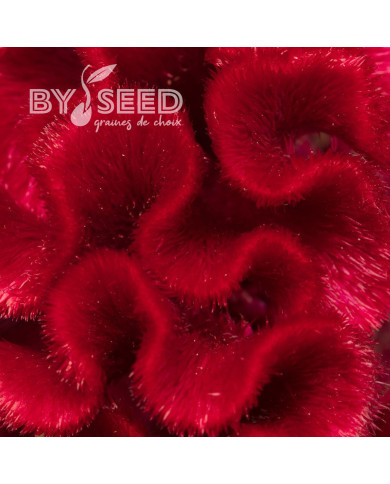 Célosie crête-de-coq Red Jack
