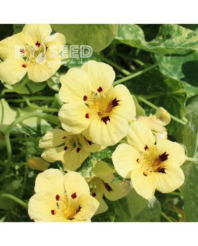 Capucine naine Cream Troika