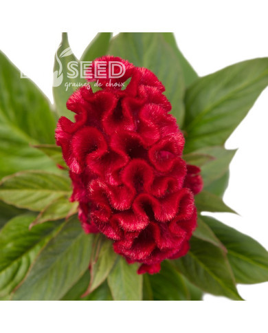 Célosie crête-de-coq Red Jack