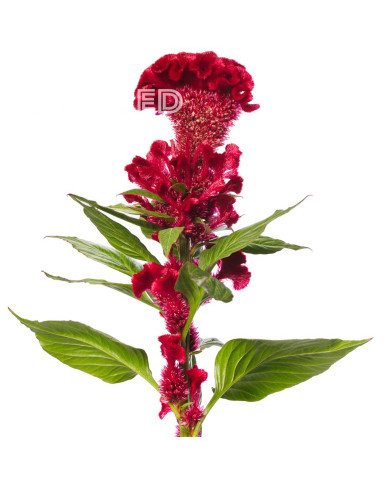 Célosie crête-de-coq Red Jack