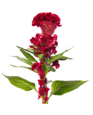 Célosie crête-de-coq Neo Gold (graines enrobées)