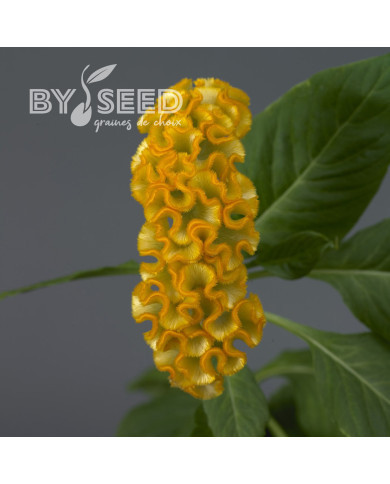 Célosie crête-de-coq Neo Gold (graines enrobées)