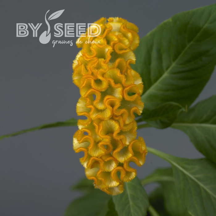 Célosie crête-de-coq Neo Gold (graines enrobées)