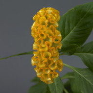 Célosie crête-de-coq Neo Gold (graines enrobées)