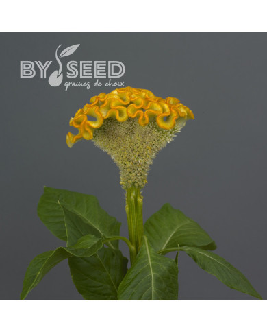 Célosie crête-de-coq Neo Gold (graines enrobées)
