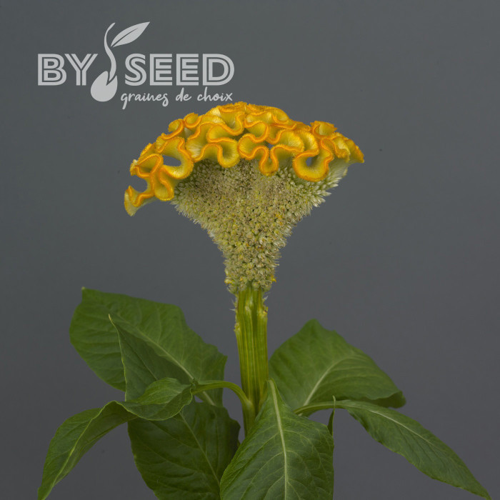 Célosie crête-de-coq Neo Gold (graines enrobées)