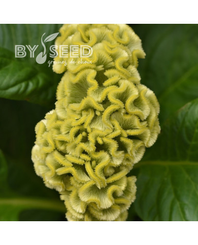 Célosie crête-de-coq Neo Green (graines enrobées)