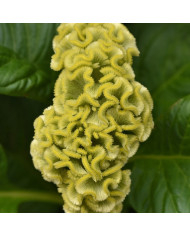 Célosie crête-de-coq Neo Orange (graines enrobées)