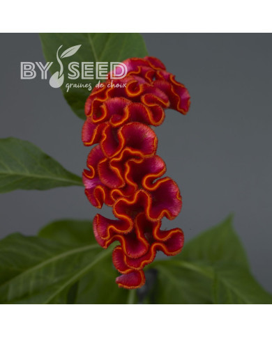 Célosie crête-de-coq Neo Orange (graines enrobées)