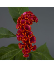 Célosie crête-de-coq Neo Pink (graines enrobées)