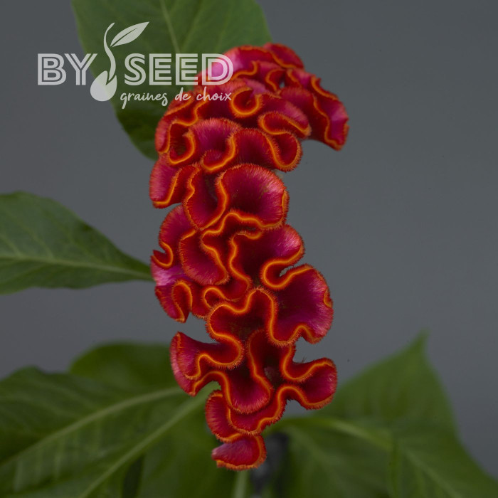 Célosie crête-de-coq Neo Orange (graines enrobées)