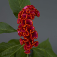 Célosie crête-de-coq Neo Orange (graines enrobées)