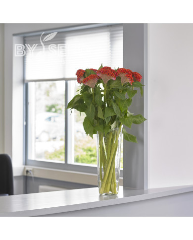 Célosie crête-de-coq Neo Orange (graines enrobées)