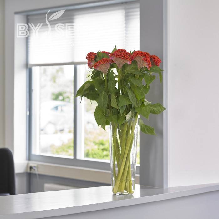 Célosie crête-de-coq Neo Orange (graines enrobées)