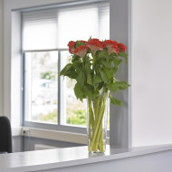 Célosie crête-de-coq Neo Orange (graines enrobées)