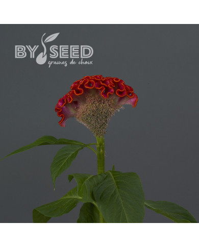 Célosie crête-de-coq Neo Orange (graines enrobées)