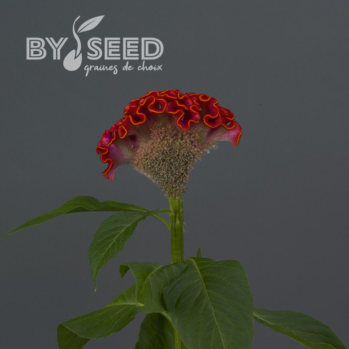 Célosie crête-de-coq Neo Orange (graines enrobées)