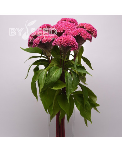 Célosie crête-de-coq Neo Pink (graines enrobées)