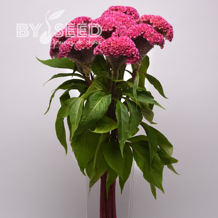 Célosie crête-de-coq Neo Pink (graines enrobées)