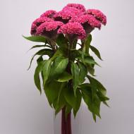 Célosie crête-de-coq Neo Pink (graines enrobées)