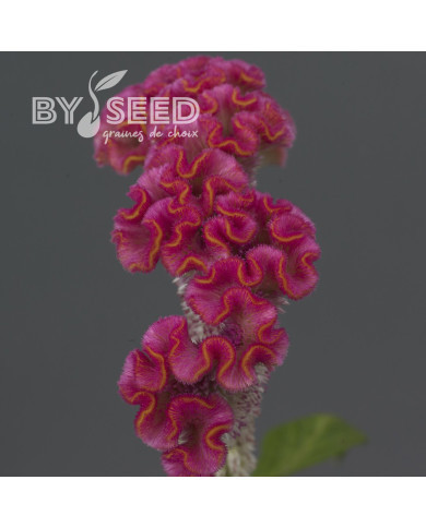 Célosie crête-de-coq Neo Pink (graines enrobées)