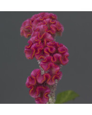 Célosie crête-de-coq Neo Orange (graines enrobées)