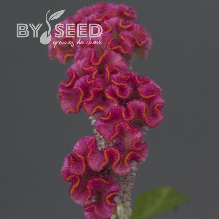 Célosie crête-de-coq Neo Pink (graines enrobées)