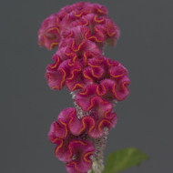 Célosie crête-de-coq Neo Pink (graines enrobées)