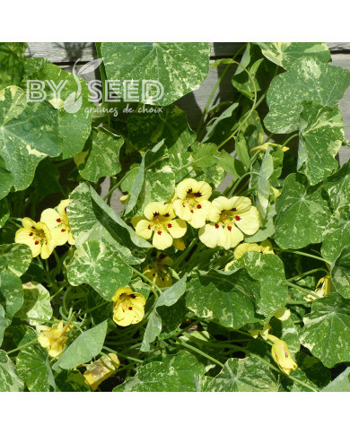 Capucine naine Cream Troika