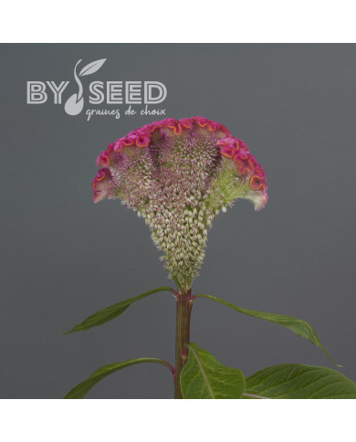 Célosie crête-de-coq Neo Pink (graines enrobées)