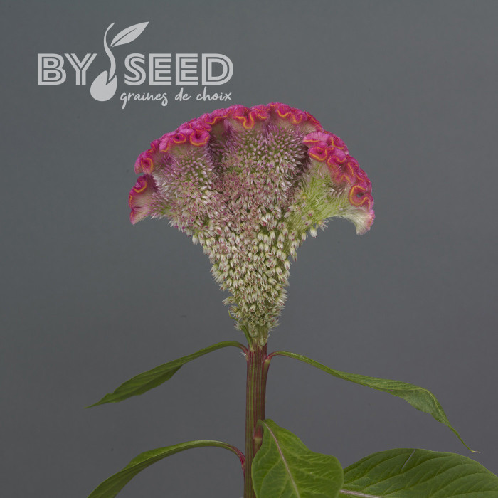 Célosie crête-de-coq Neo Pink (graines enrobées)