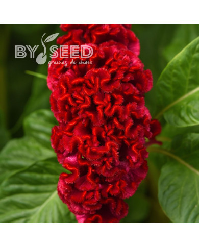 Célosie crête-de-coq Neo Red imp. (graines enrobées)