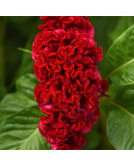 Célosie crête-de-coq Neo Pink (graines enrobées)