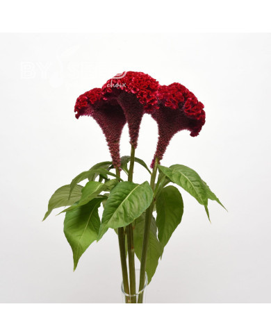 Célosie crête-de-coq Neo Red imp. (graines enrobées)